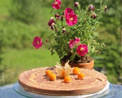 Papaija-suklaa juustokakku on täyteläisen maukas kakku, joka vie kielen mennessään! Siinä yhdistyy kaakao, kookos ja papaija, tiikeriraidat ovat myös ruokaa silmille. Papaija-suklaa juustokakku